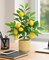 23 Inch Summer Artificial Lemon Tree with Woven Basket, Faux Lemon Decor for Kitchen Table, Countertop, Bedroom, Office, Spring Summer Home Decoration, Idea